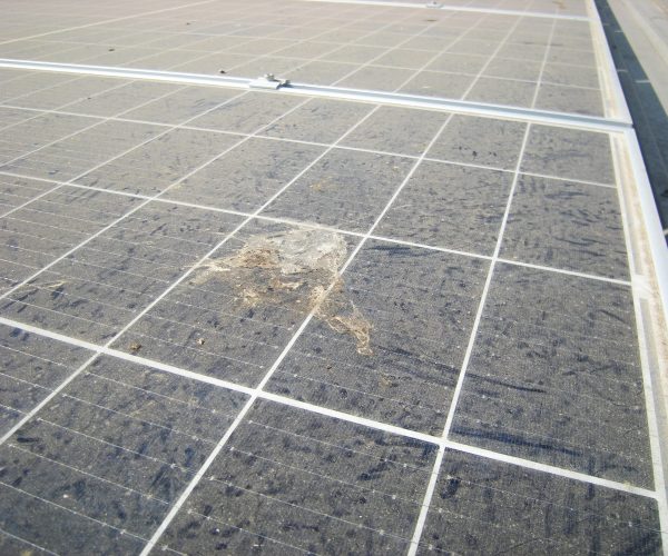 Dry Splash Bird Poop on Dusty Solar Panel Surface